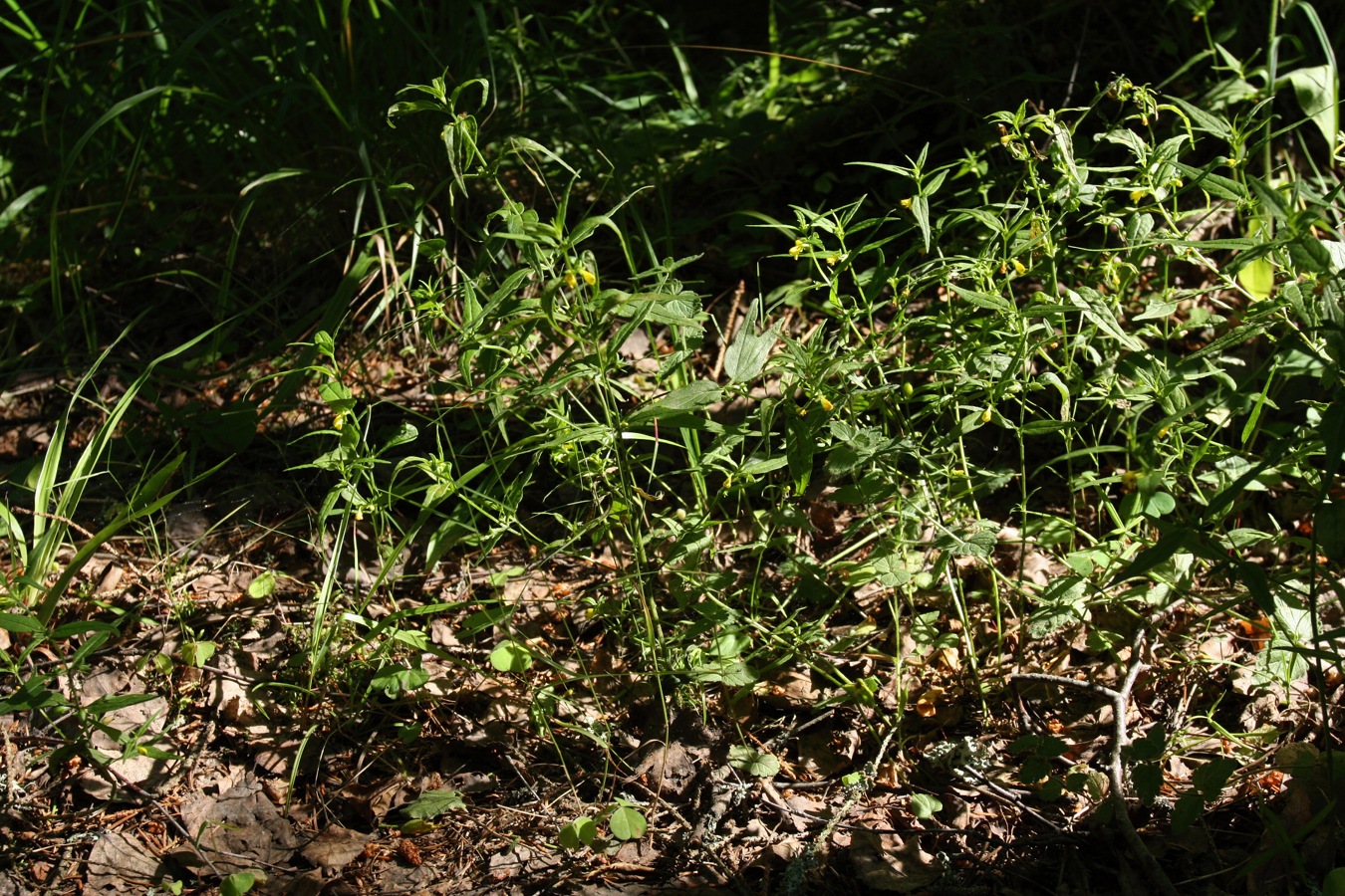 Image of Melampyrum sylvaticum specimen.