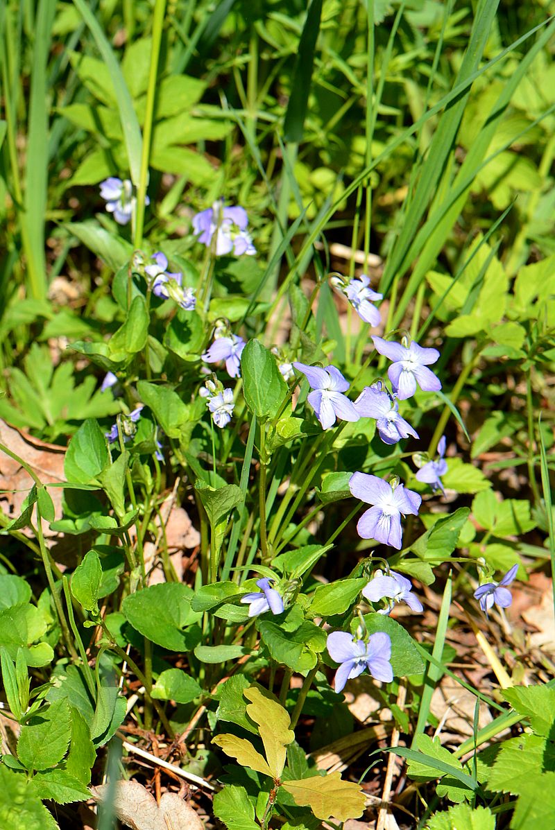 Image of Viola × baltica specimen.