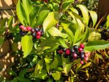 View full-size image Ardisia elliptica