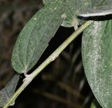 Cavendishia martii