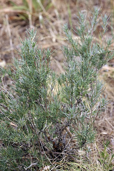 Image of Rhaphidophyton regelii specimen.