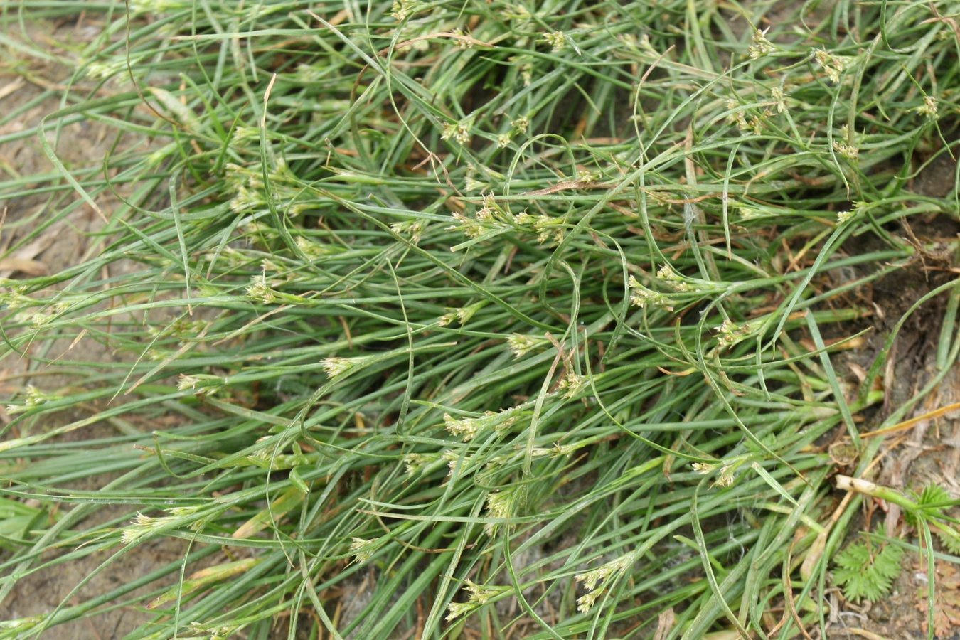 Image of Juncus compressus specimen.