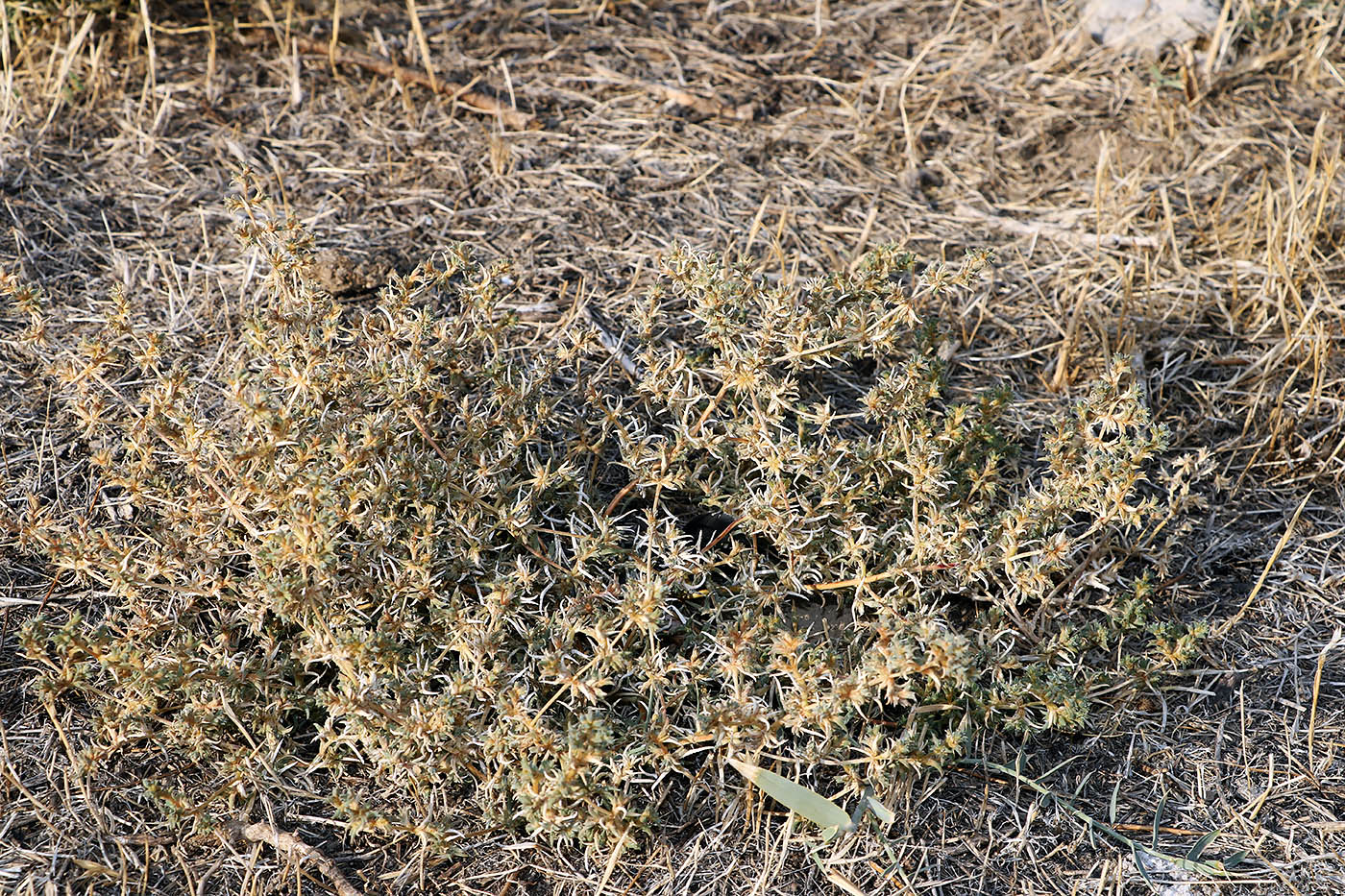 Image of Halimocnemis commixtus specimen.