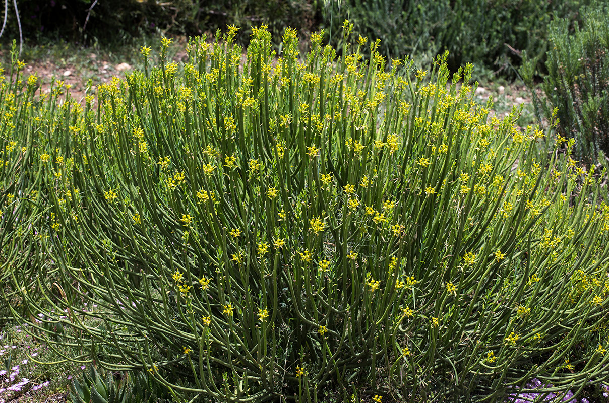 Изображение особи Euphorbia mauritanica.