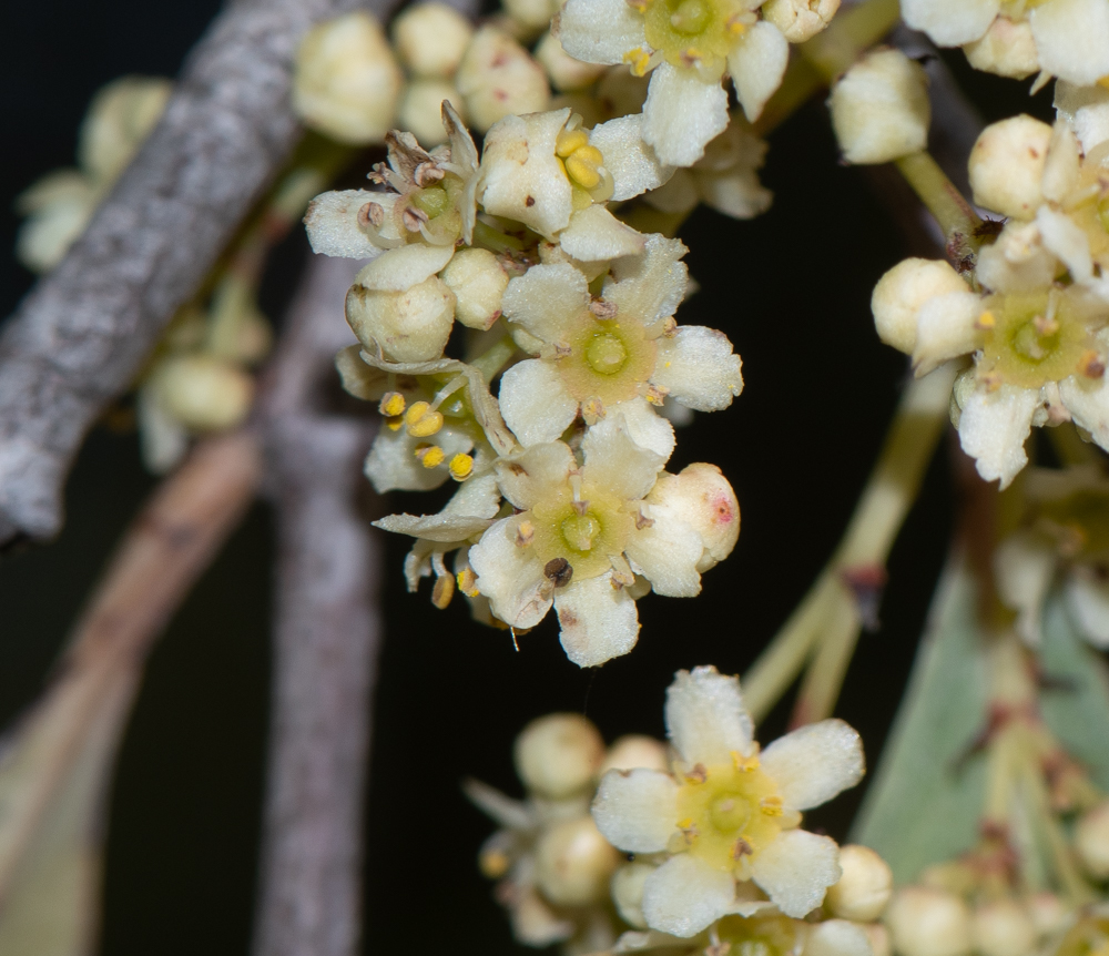 Изображение особи Gymnosporia senegalensis.