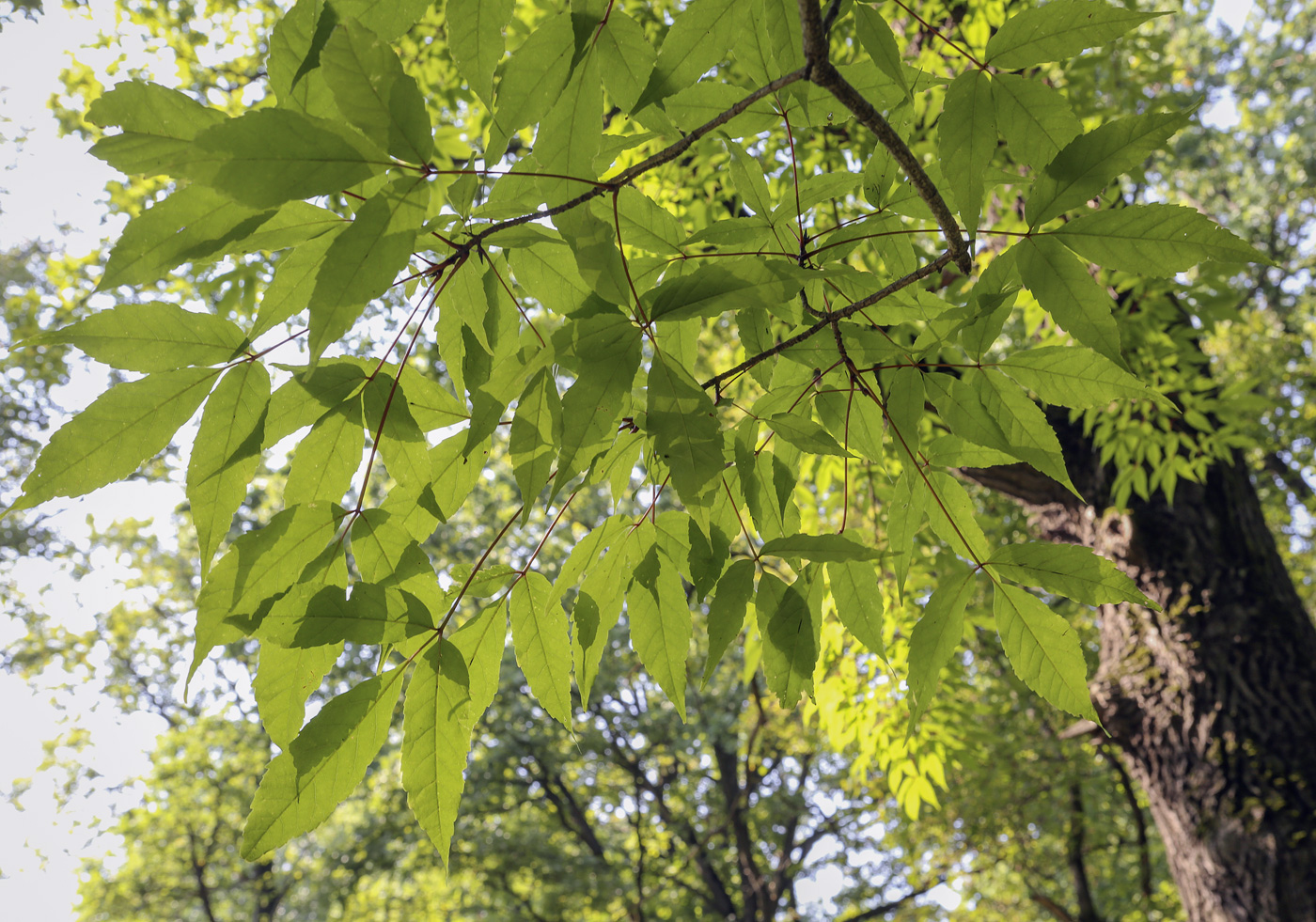 Image of Acer mandshuricum specimen.