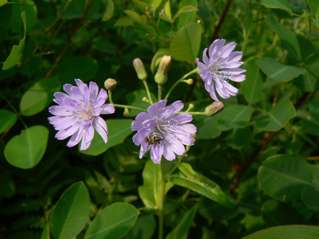 Изображение особи Lactuca sibirica.