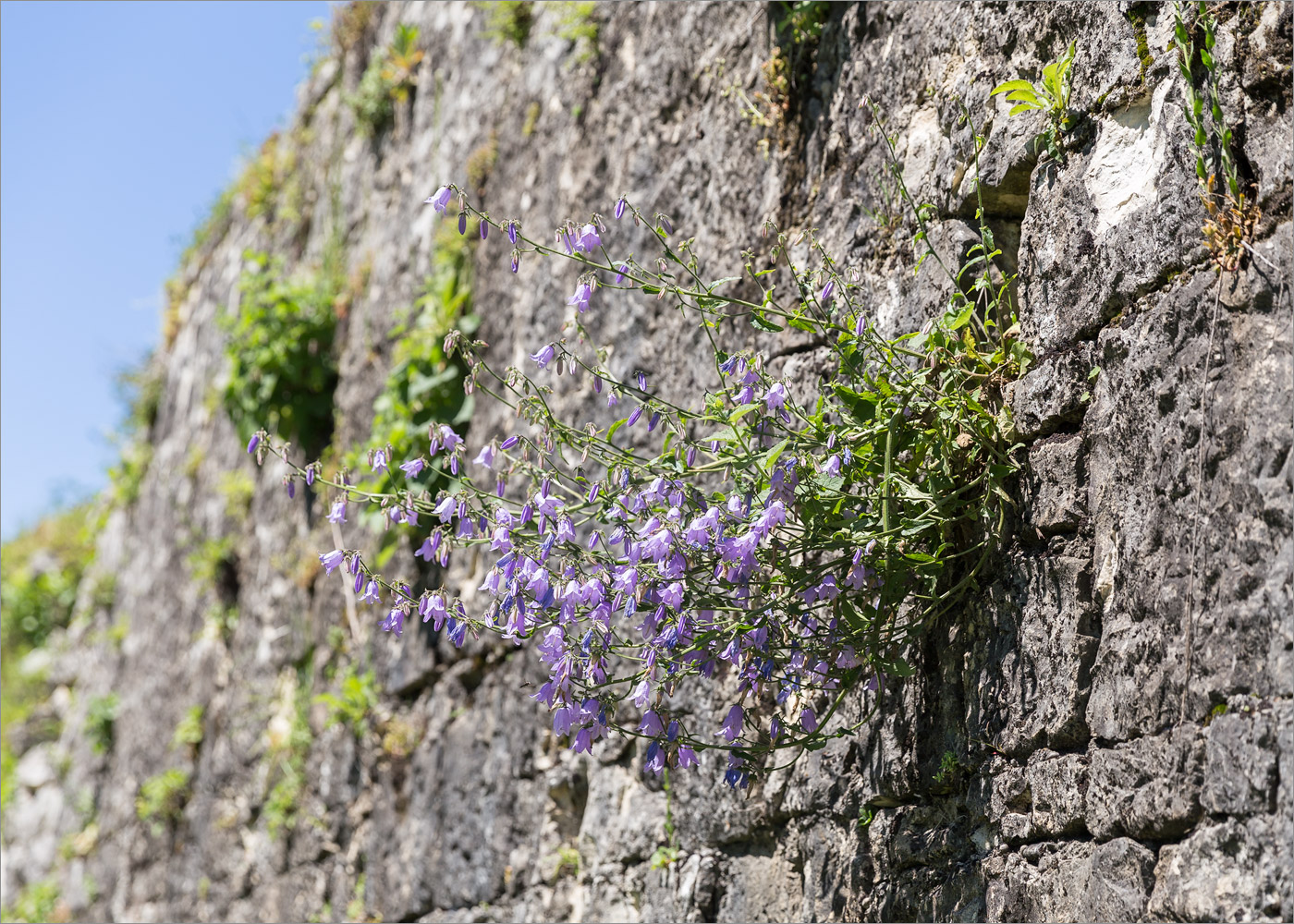 Изображение особи род Campanula.