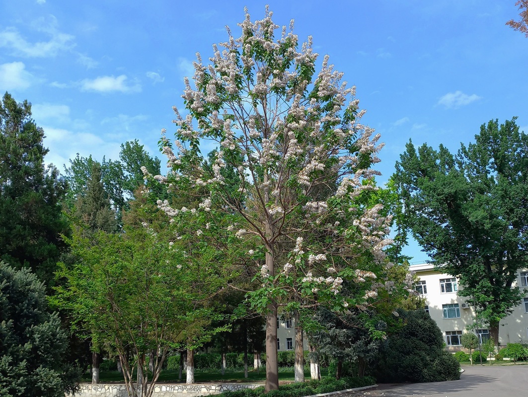 Image of Paulownia tomentosa specimen.