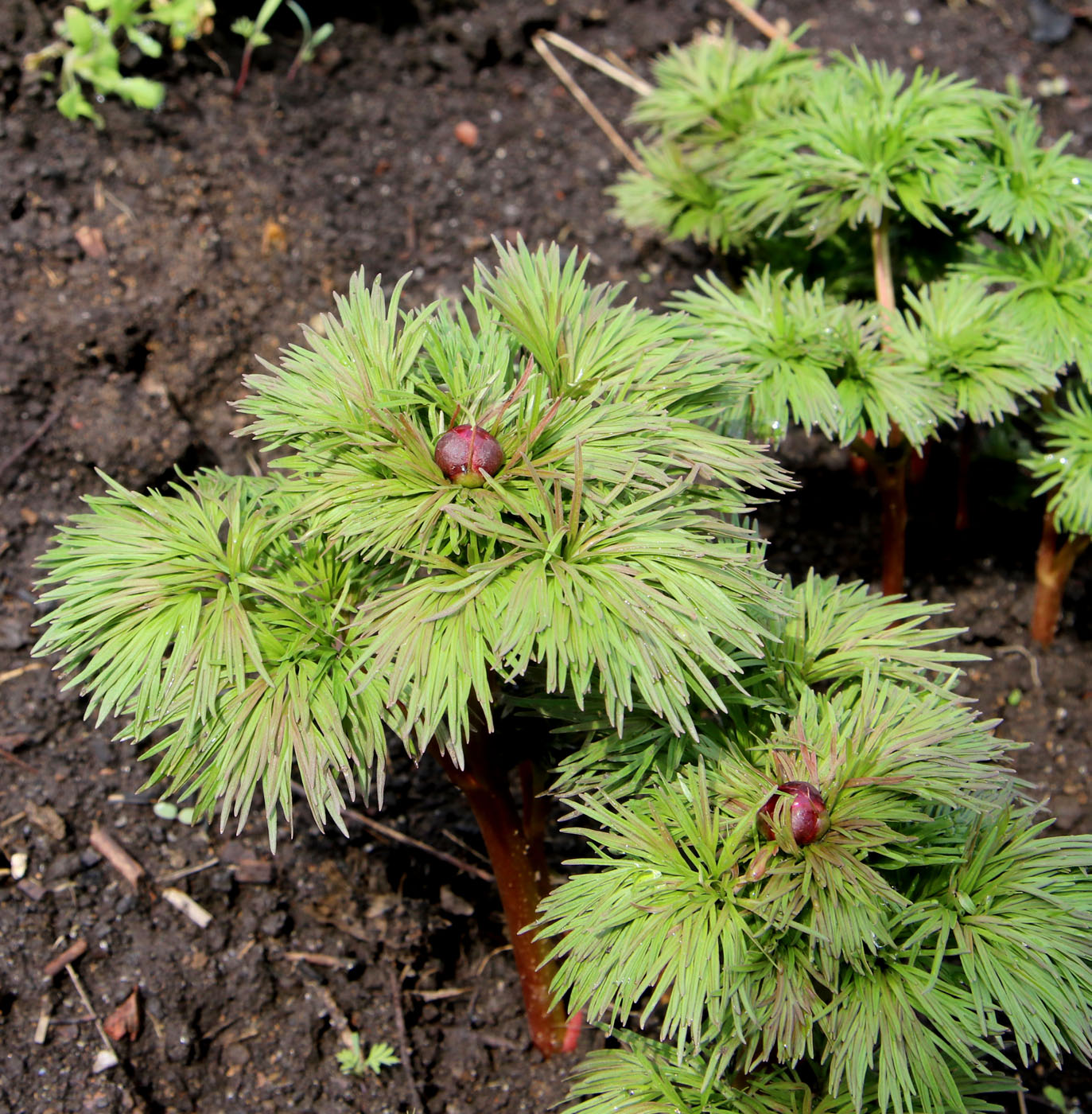 Image of Paeonia tenuifolia specimen.