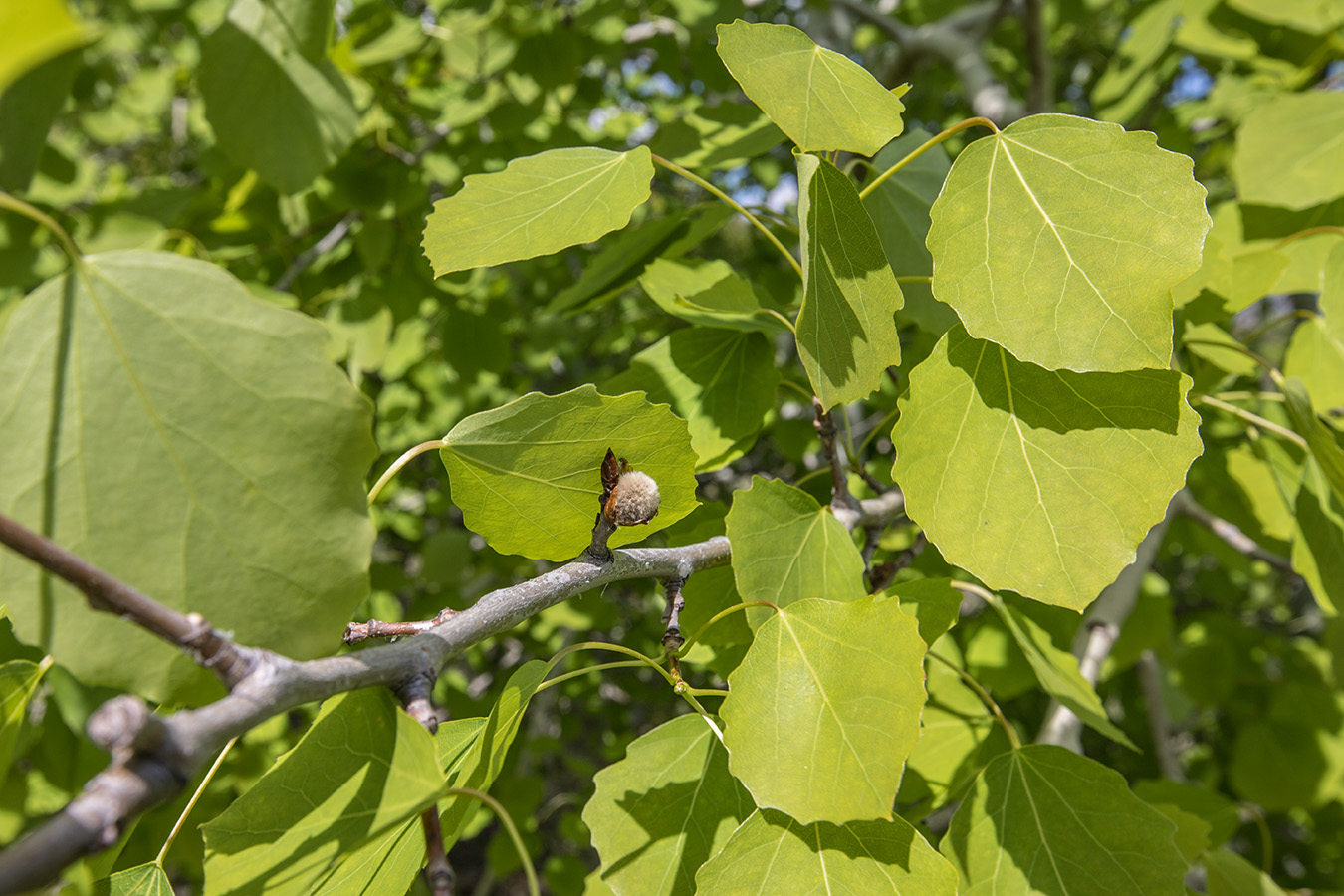 Image of Populus tremula specimen.