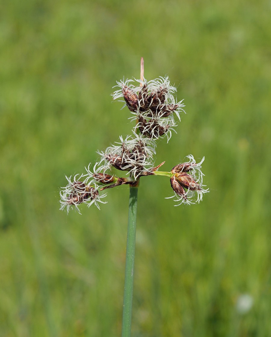 Image of Schoenoplectus tabernaemontani specimen.