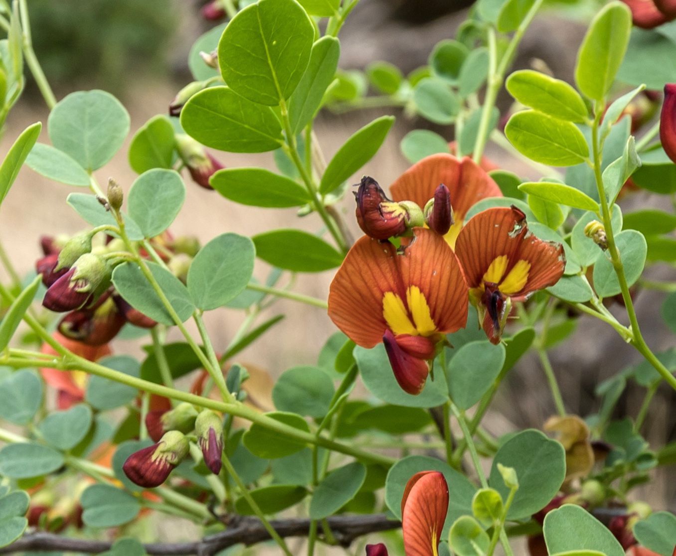 Изображение особи Colutea orientalis.