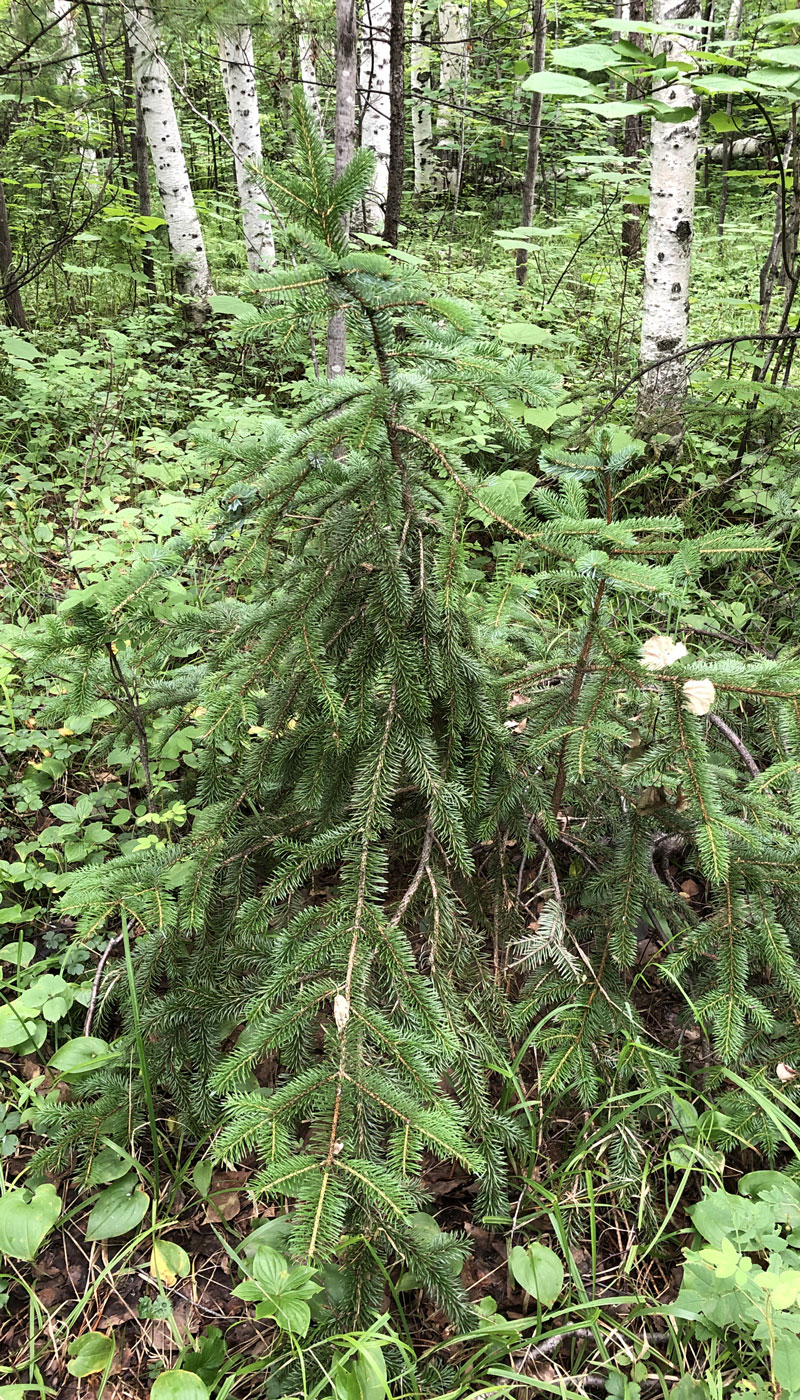 Image of genus Abies specimen.