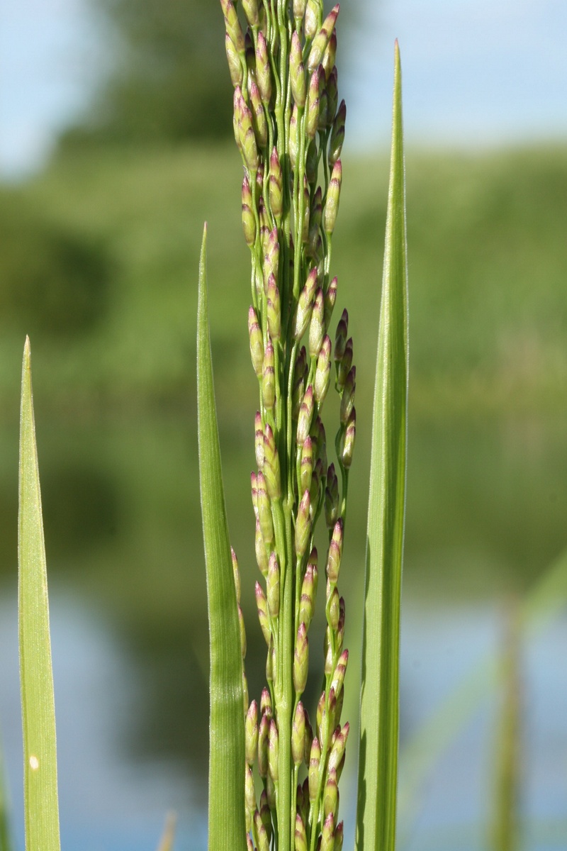 Image of Glyceria maxima specimen.