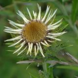 Carlina vulgaris