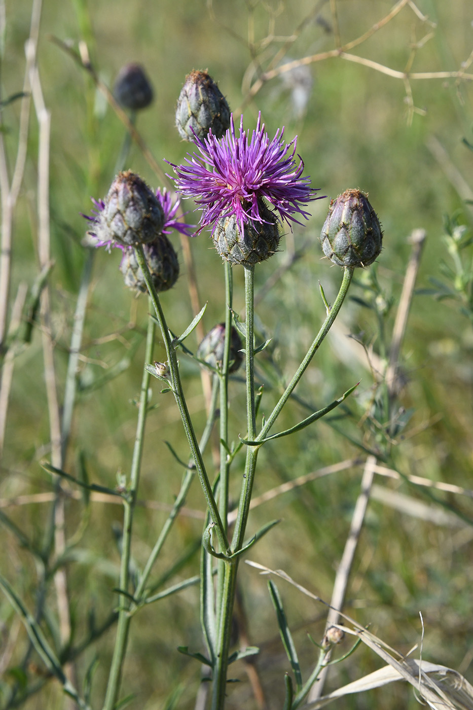 Изображение особи Centaurea apiculata.