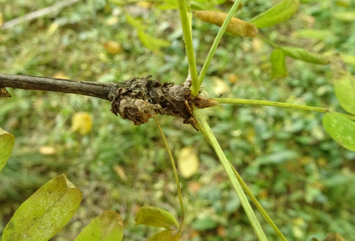 Image of Caragana arborescens specimen.