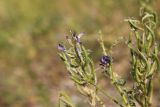 Astragalus davuricus. Верхушка отцветшего растения. Республика Алтай, Улаганский р-н, склон Чулышманского нагорья со стороны устья р. Карасу, ур. Ак-Курум. 8 августа 2020 г.