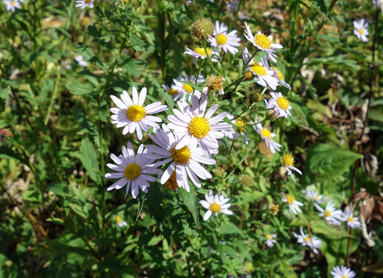 Image of Aster ageratoides specimen.