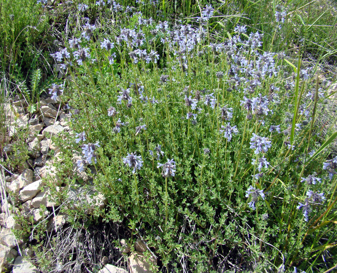 Image of Nepeta narynensis specimen.