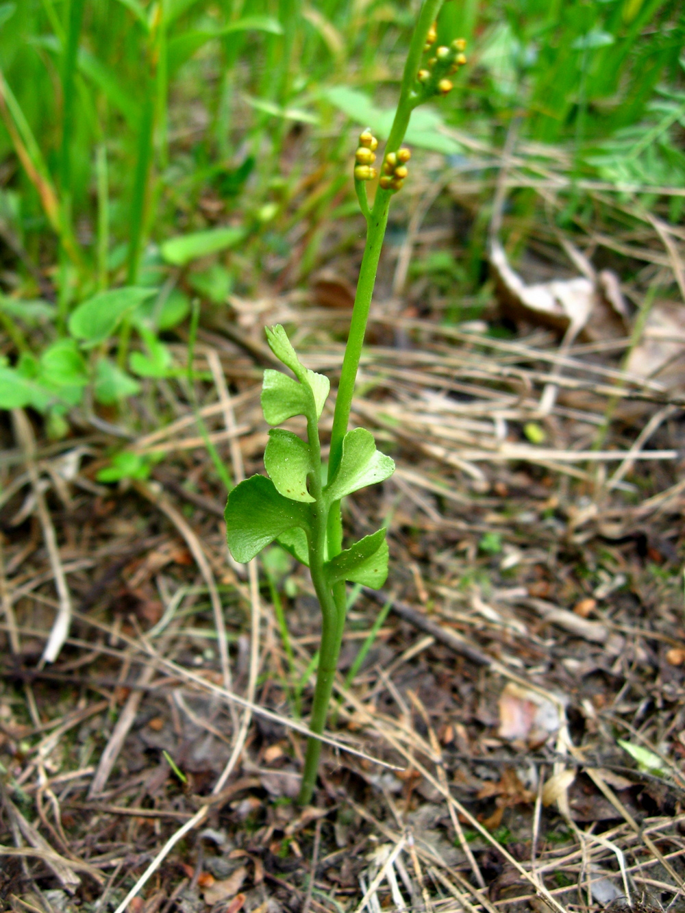 Image of Botrychium lunaria specimen.