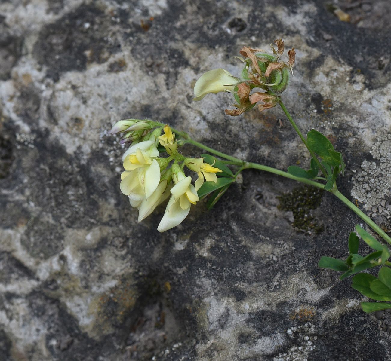 Изображение особи Medicago glutinosa.