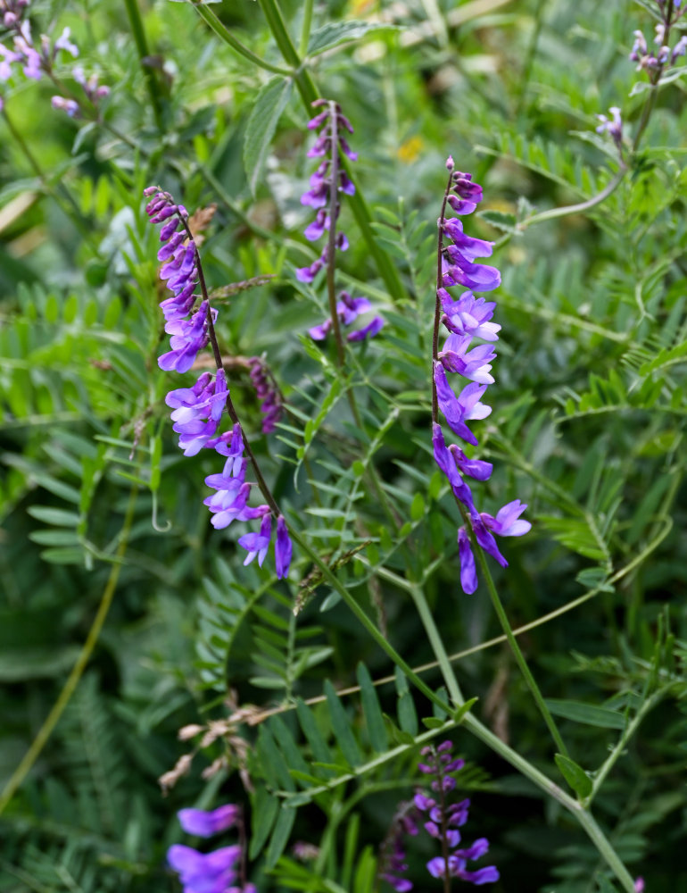 Image of Vicia tenuifolia specimen.