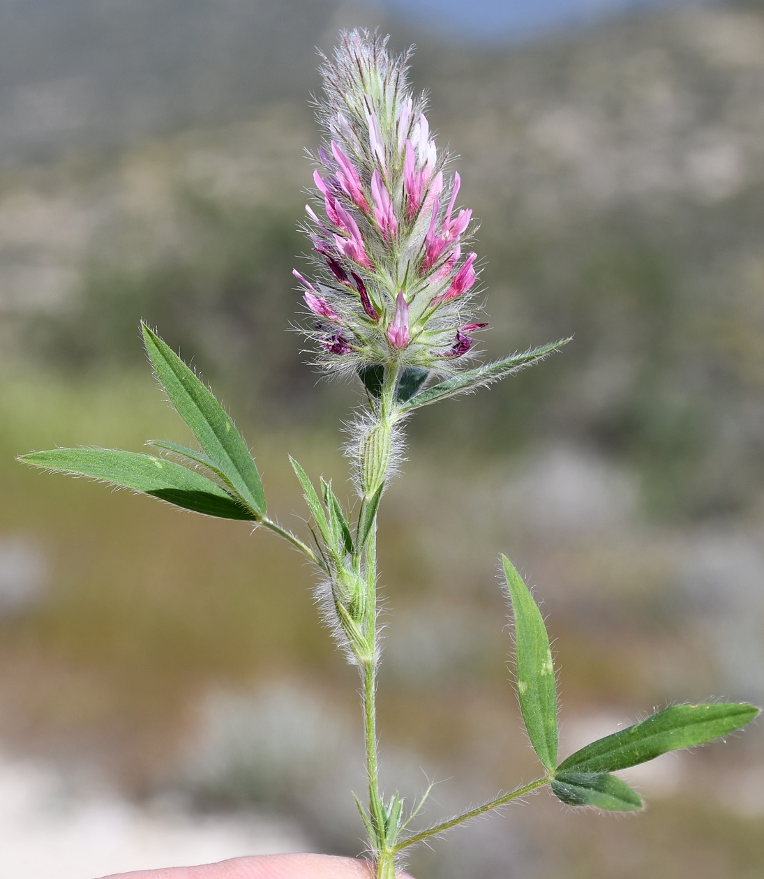 Изображение особи Trifolium dasyurum.