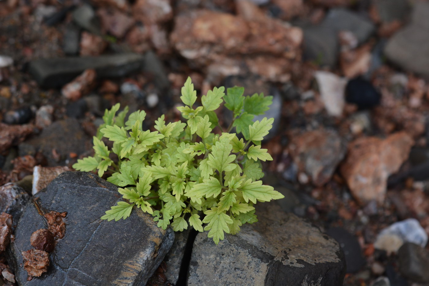 Изображение особи род Scrophularia.