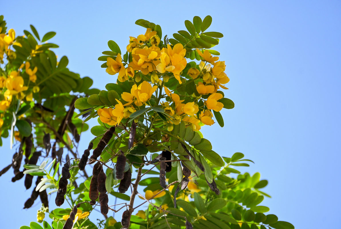 Image of Senna surattensis specimen.