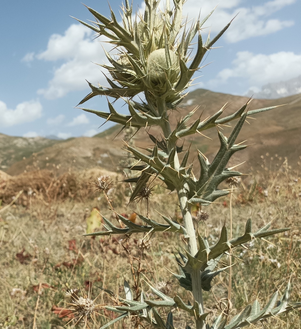 Image of Cirsium turkestanicum specimen.