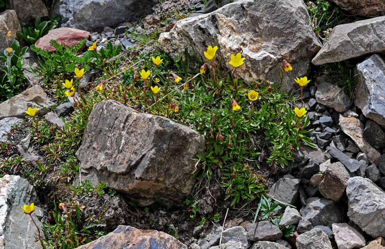 Изображение особи Saxifraga hirculus.