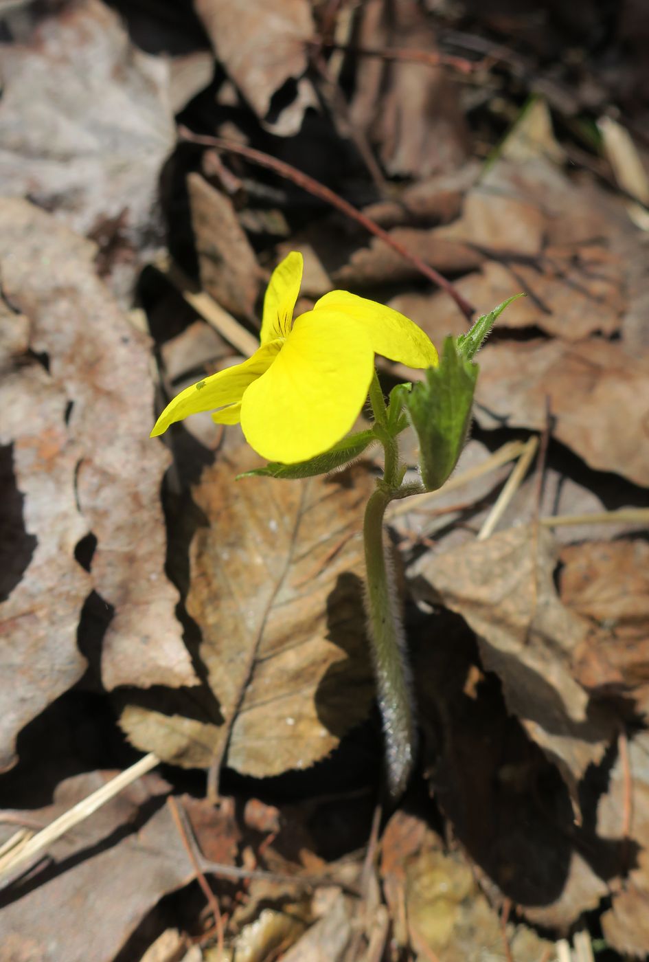 Image of Viola uniflora specimen.