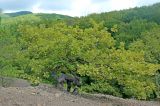 Quercus petraea. Взрослое дерево с причудливо перекрученным стволом и ветками. Краснодарский край, м/о г. Геленджик, окр. с. Тешебс, Прохаскина балка, глинисто-щебнистый осыпной склон. 11.09.2018.