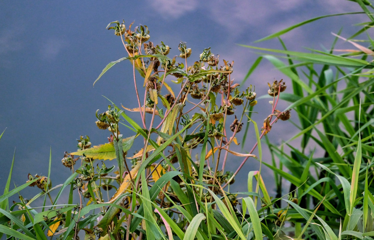 Image of Bidens cernua specimen.