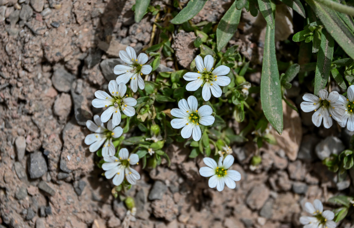 Image of Mesostemma schugnanicum specimen.