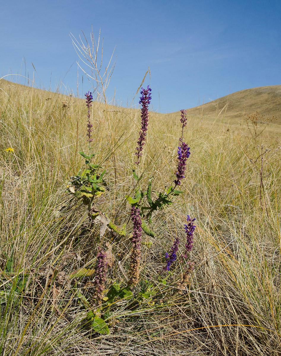 Изображение особи Salvia stepposa.