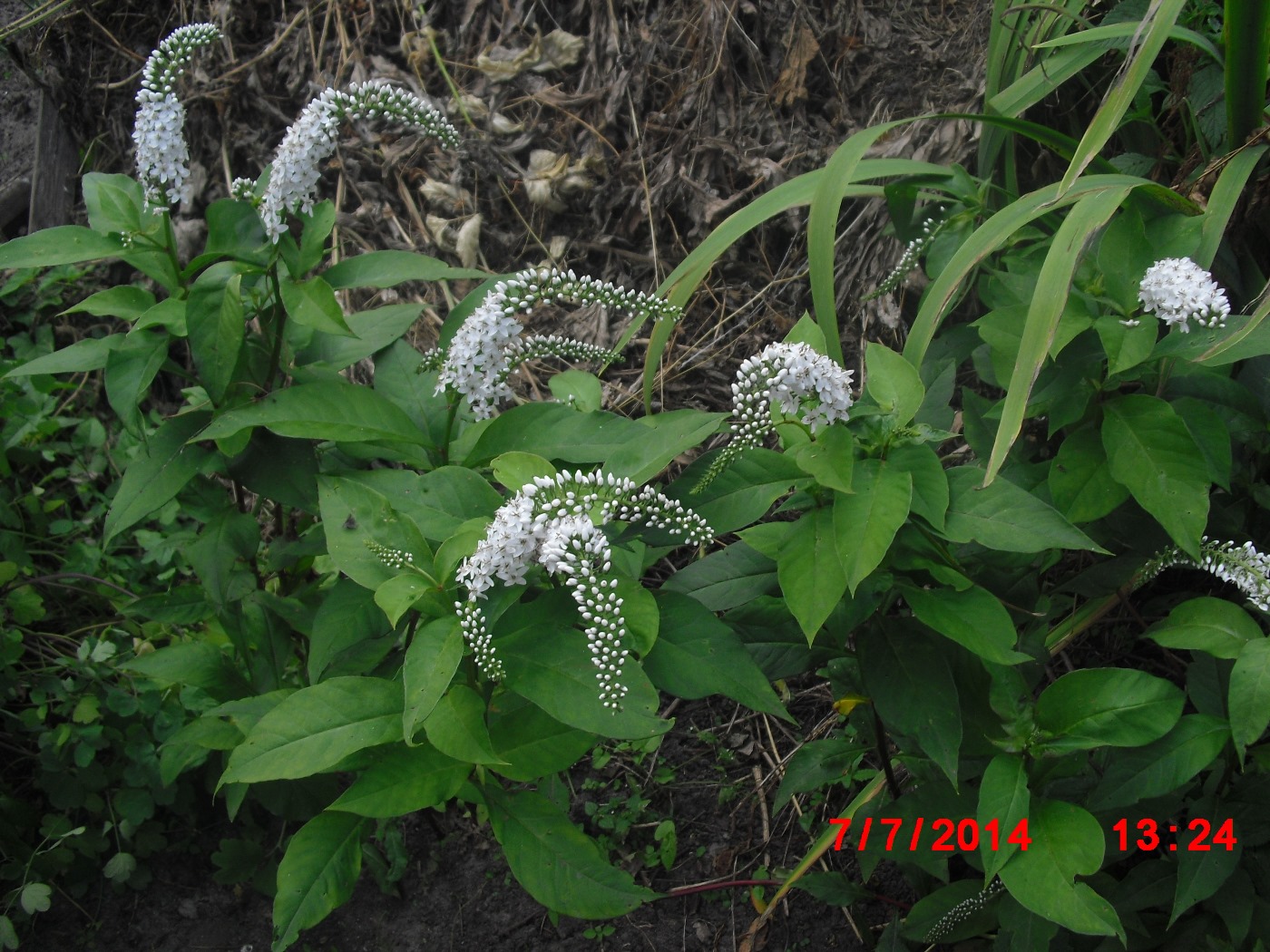 Image of Lysimachia clethroides specimen.