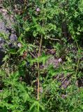 Geranium divaricatum