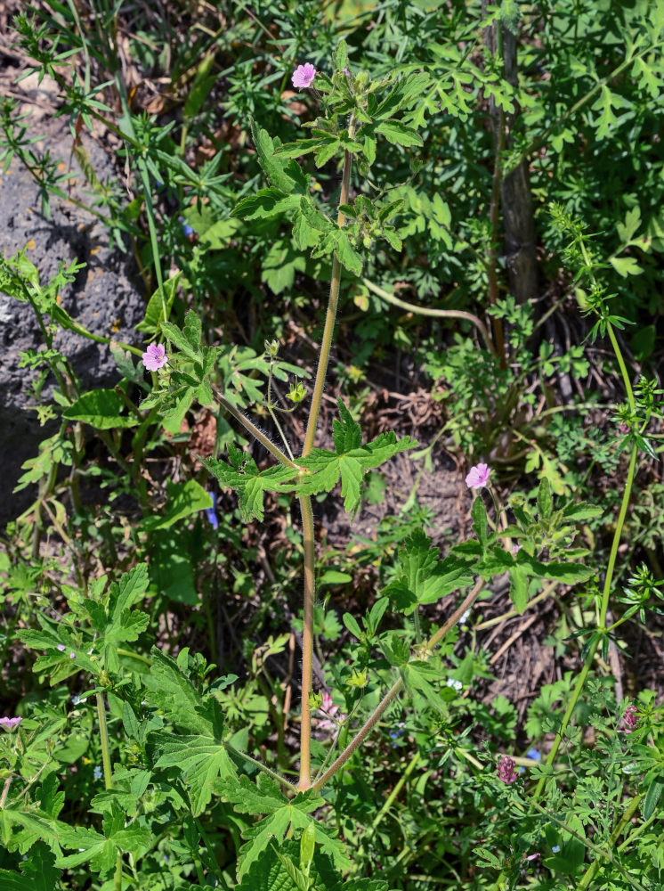 Image of Geranium divaricatum specimen.