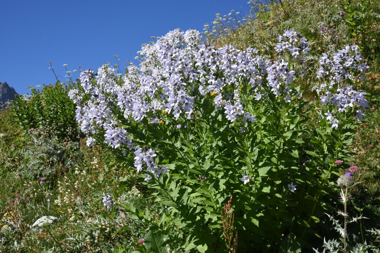 Изображение особи Gadellia lactiflora.