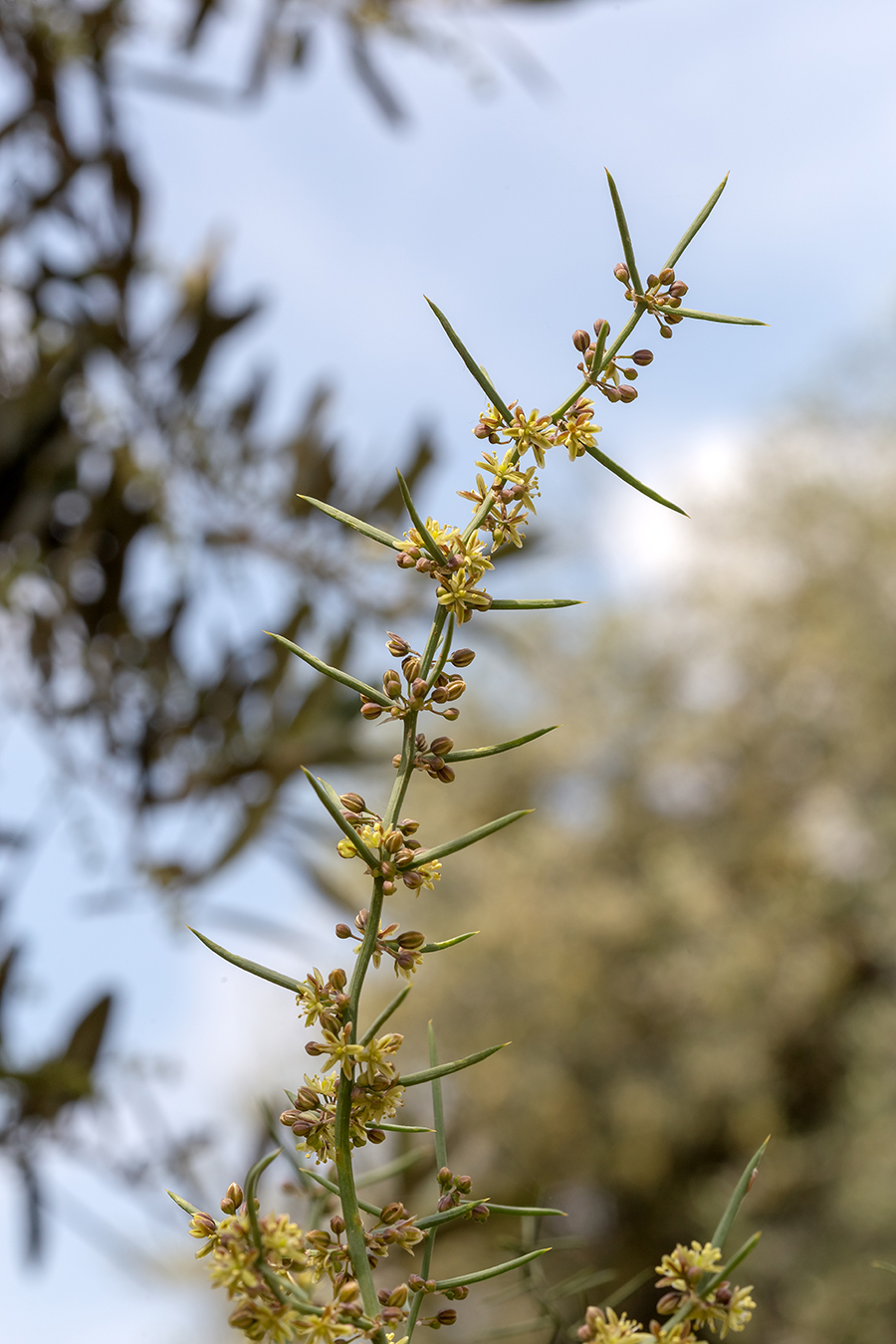 Изображение особи Asparagus horridus.