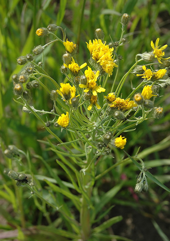 Изображение особи Crepis tectorum.