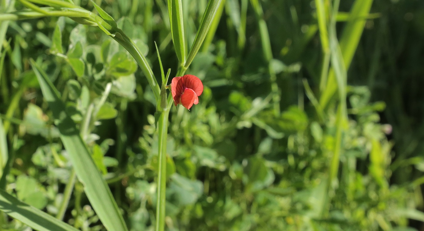 Image of Lathyrus cicera specimen.