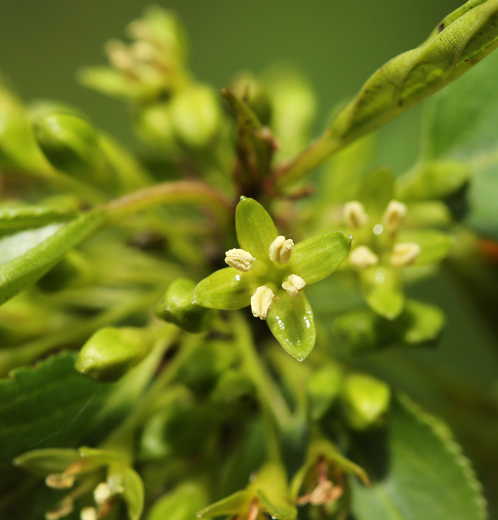 Изображение особи Rhamnus ussuriensis.