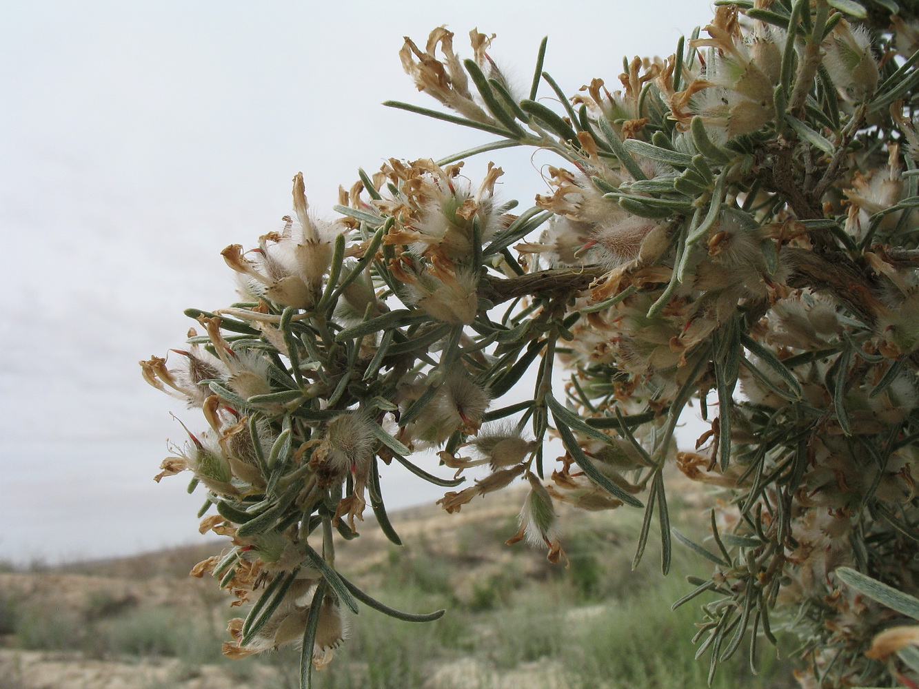 Изображение особи Astragalus turcomanicus.