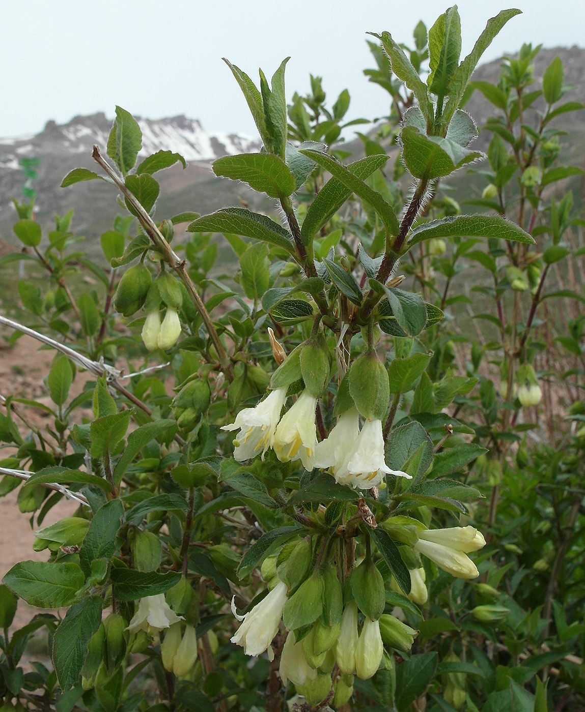 Image of Lonicera hispida specimen.