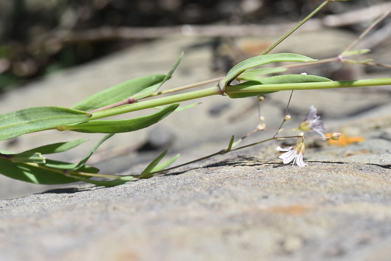 Image of Gypsophila elegans specimen.