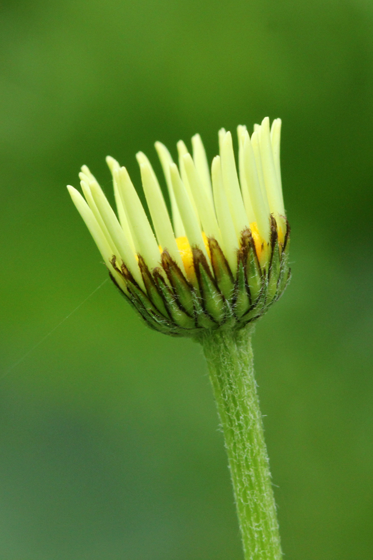 Изображение особи род Anthemis.